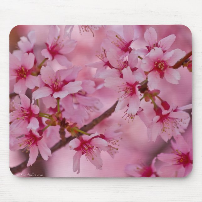 Mousepad Banhado em flores de cerejeira japonesas cor-de-ro (Frente)