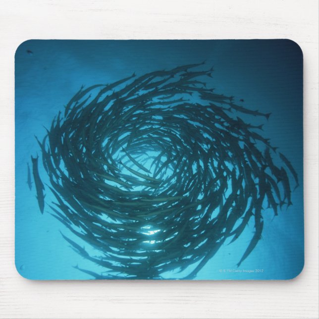 Mousepad Barracuda Blackfin nadando em círculos (Frente)