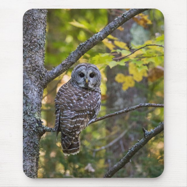 Mousepad Barred Owl em outono | Alger County, MI (Frente)
