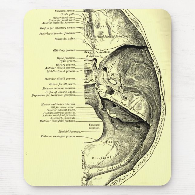 Mousepad Base da anatomia | do vintage da superfície (Frente)