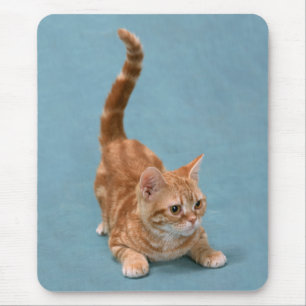 Mousepad Batendo no Kitten