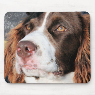 Mousepad Baxter - Spaniel de Springer inglês Photo-06