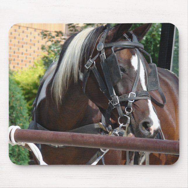 Mousepad Bay Pinto Amish Buggy Horse (Frente)