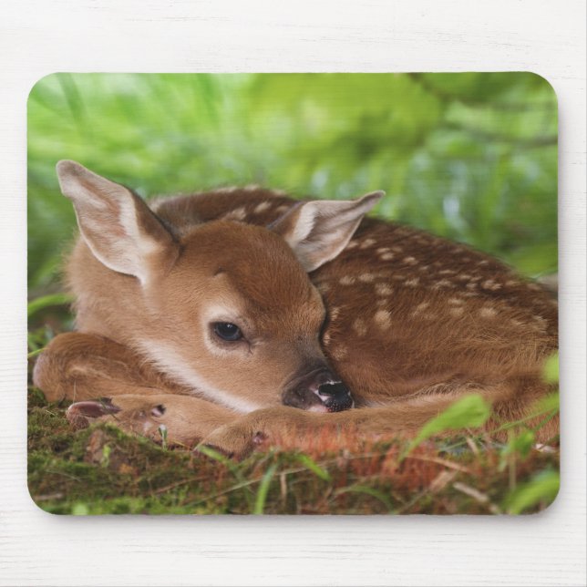 Mousepad Bebê de cervo-de-cauda-branca com dois dias de ida (Frente)