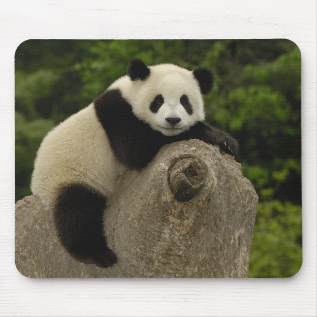 Mousepad bebê de panda gigante (Frente)
