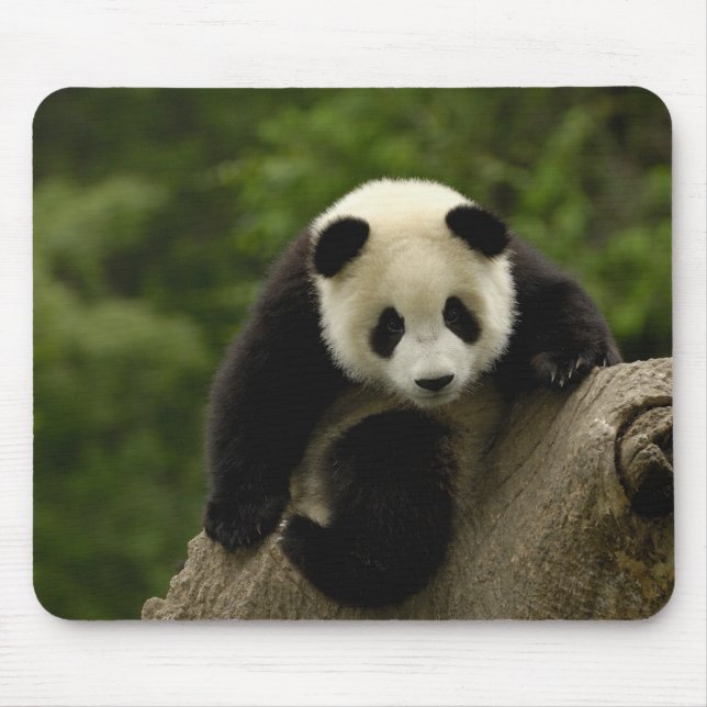 Mousepad Bebê de panda gigante (Frente)