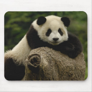 Mousepad bebê de panda gigante (Ailuropoda melanoleuca)