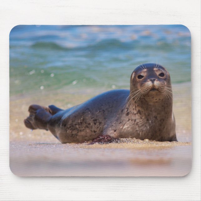 Mousepad Bebê Foca-do-porto na Água (Frente)