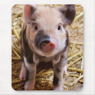 Mousepad Bebê-Leitão-Cachorro-Cachorro