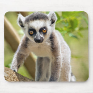 Mousepad Bebê lêmure-de-cauda-anelada