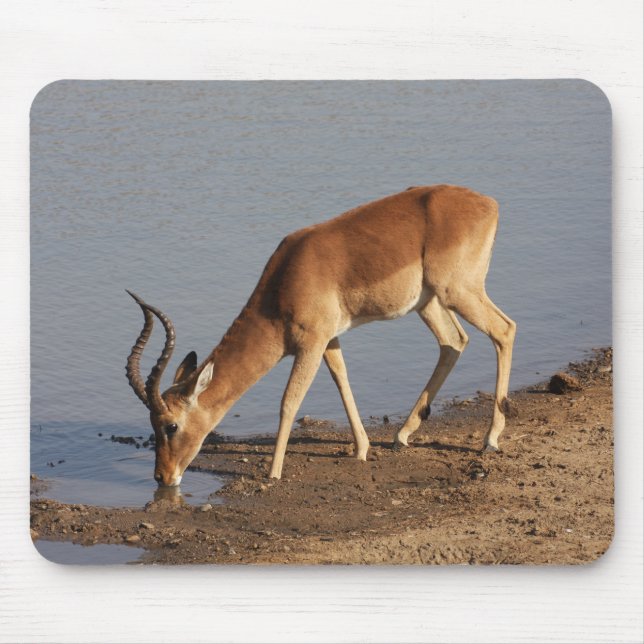 Mousepad Bebendo de Impala antílope na foto da abertura (Frente)