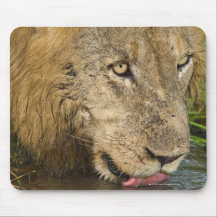 Mousepad Bebendo masculino do leão, maior nacional de