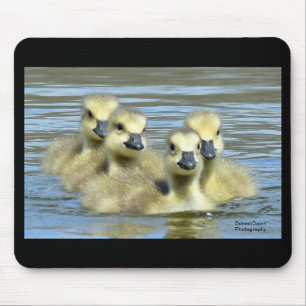 Mousepad Bebês
