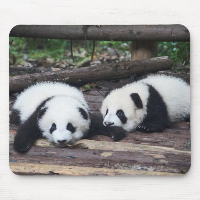 Mousepad Bebês de Panda Fofos Tapete de Rato (Frente)
