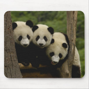 Mousepad bebês de panda gigante Ailuropoda melanoleuca)