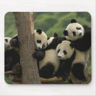 Mousepad bebês de panda gigante (Ailuropoda melanoleuca)