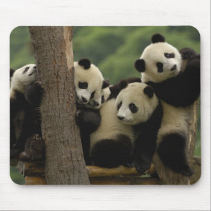 Mousepad bebês de panda gigante (Ailuropoda melanoleuca)
