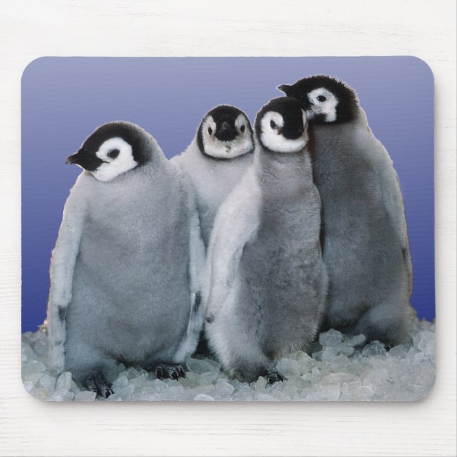 Mousepad Bebês do pinguim (Frente)