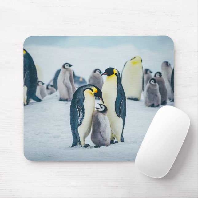 Mousepad Bebês Mais Pobres | Alimentos para pinguins bebês (Com mouse)