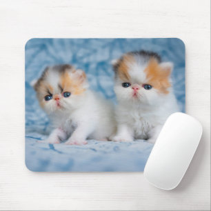Mousepad Bebês Mais Pobres   Calico Kitten Persa