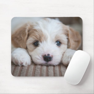Mousepad Bebês Mais Pobres   Cavashon Puppy