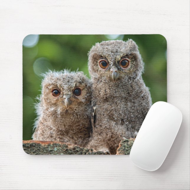 Mousepad Bebês Mais Pobres | Dois Jovens Corujas (Com mouse)