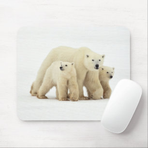 Mousepad Bebês Mais Pobres Família de Ursos Polares