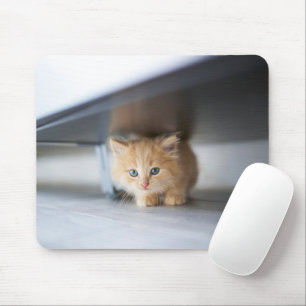 Mousepad Bebês Mais Pobres   Fluffy Orange Kitten