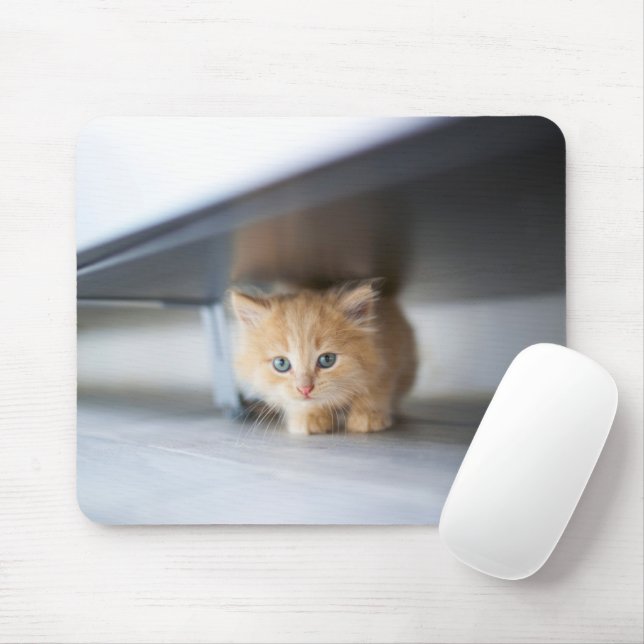 Mousepad Bebês Mais Pobres | Fluffy Orange Kitten (Com mouse)