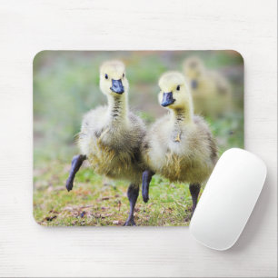 Mousepad Bebês Mais Pobres Ganso canadiano