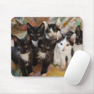Mousepad Bebês Mais Pobres   Gatinhos Pretos e Brancos