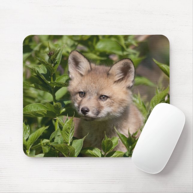 Mousepad Bebês Mais Pobres | Kit Fox (Com mouse)
