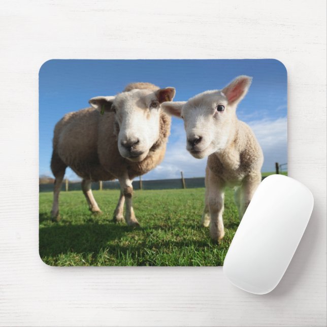 Mousepad Bebês Mais Pobres | Lamb e mamãe recém-nascidos (Com mouse)