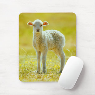 Mousepad Bebês Mais Pobres Ovinos Jovens