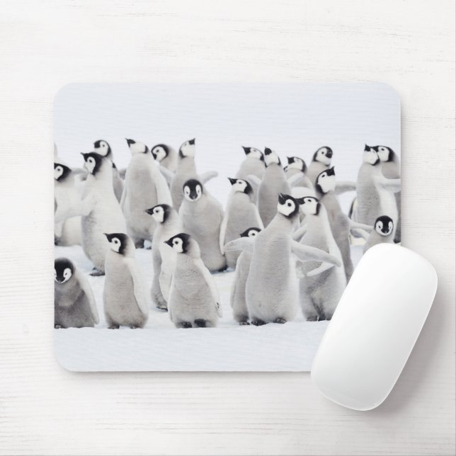 Mousepad Bebês Mais Pobres | Pintinhos Imperadores Pinguins (Com mouse)