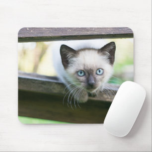 Mousepad Bebês Mais Pobres Siamese Kitten 2