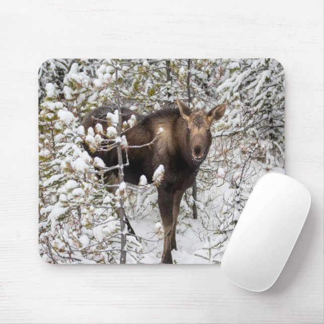 Mousepad Bebês Mais Pobres | Vitelo de Moose (Com mouse)