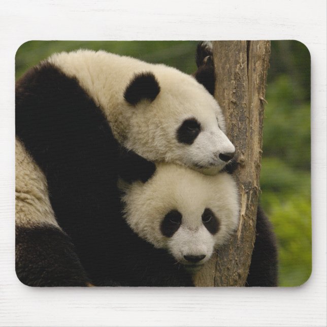 Mousepad Bebês panda gigantes Ailuropoda melanoleuca) (Frente)
