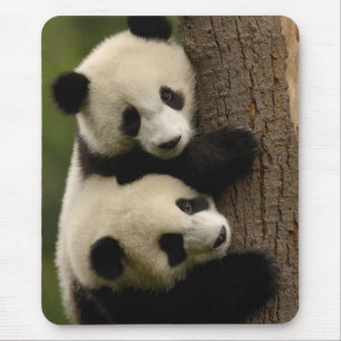 Mousepad Bebês panda gigantes (Ailuropoda melanoleuca) 2