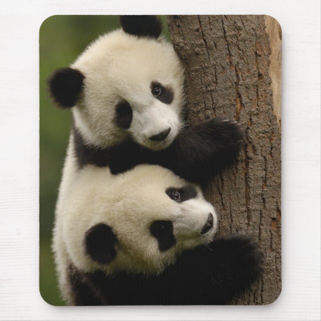 Mousepad Bebês panda gigantes (Ailuropoda melanoleuca) 2 (Frente)