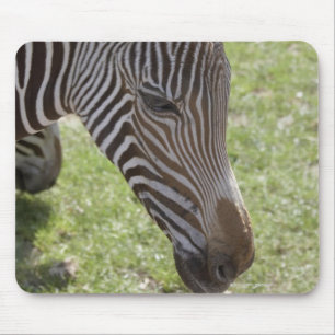 Mousepad Bedfordshire, Inglaterra