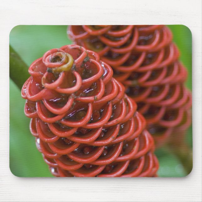 Mousepad Beehive Ginger, Zingiber spectabile), (Frente)