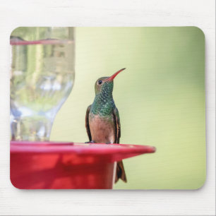 Mousepad Beija-flor-de-barriga-batana no Texas