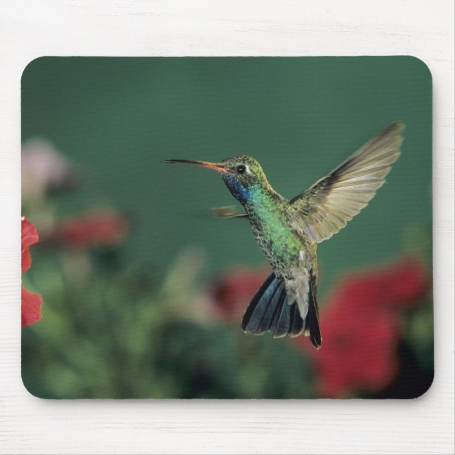 Mousepad Beija-flor-de-bico-largo, Cynanthus (Frente)