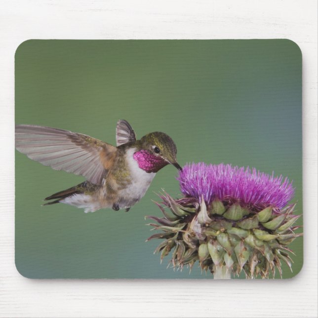 Mousepad Beija-flor-de-cauda-larga, Selasphorus (Frente)