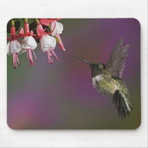 Mousepad Beija-flor-de-garganta-rubí-macho