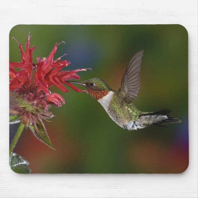 Mousepad Beija-flor-de-garganta-rubí macho (Frente)
