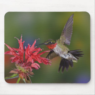Mousepad Beija-flor-de-garganta-rubra macho