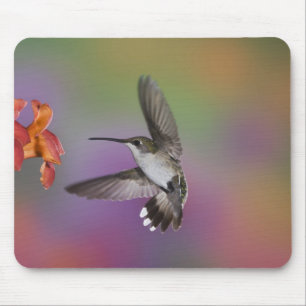 Mousepad Beija-flor-fêmea-de-pescoço-rubi-em-vôo