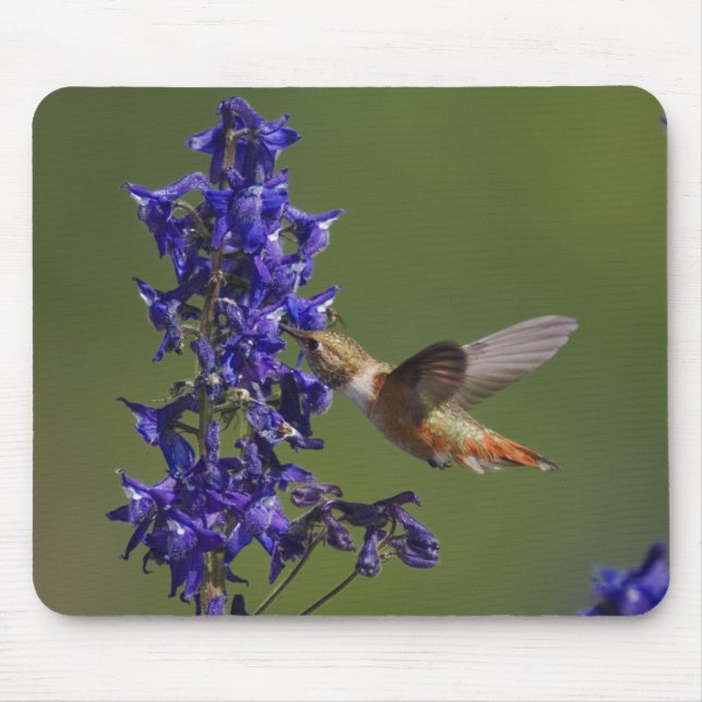 Mousepad Beija-flor-ruivo (Frente)